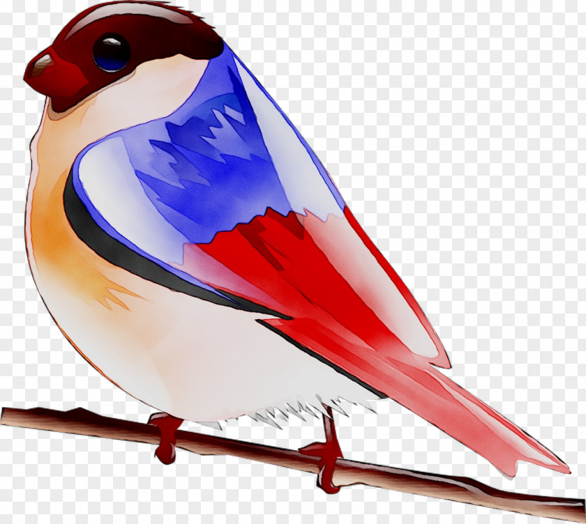 Finches Beak Feather PNG