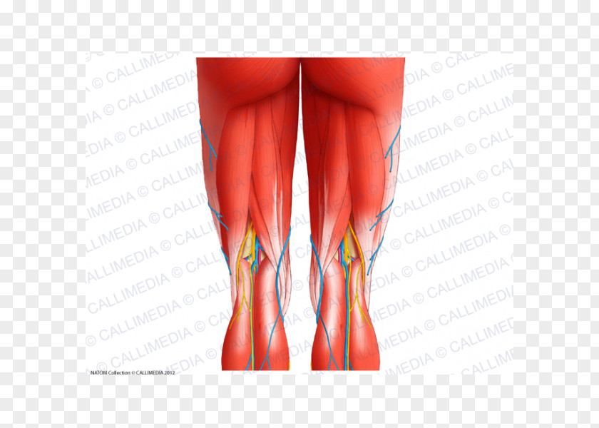 Popliteal Artery Semimembranosus Muscle Muscular System Knee Human Anatomy PNG