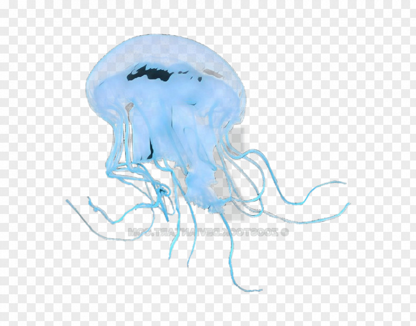 Smoke Drawing Marine Invertebrates Jellyfish Cnidaria Sketch PNG