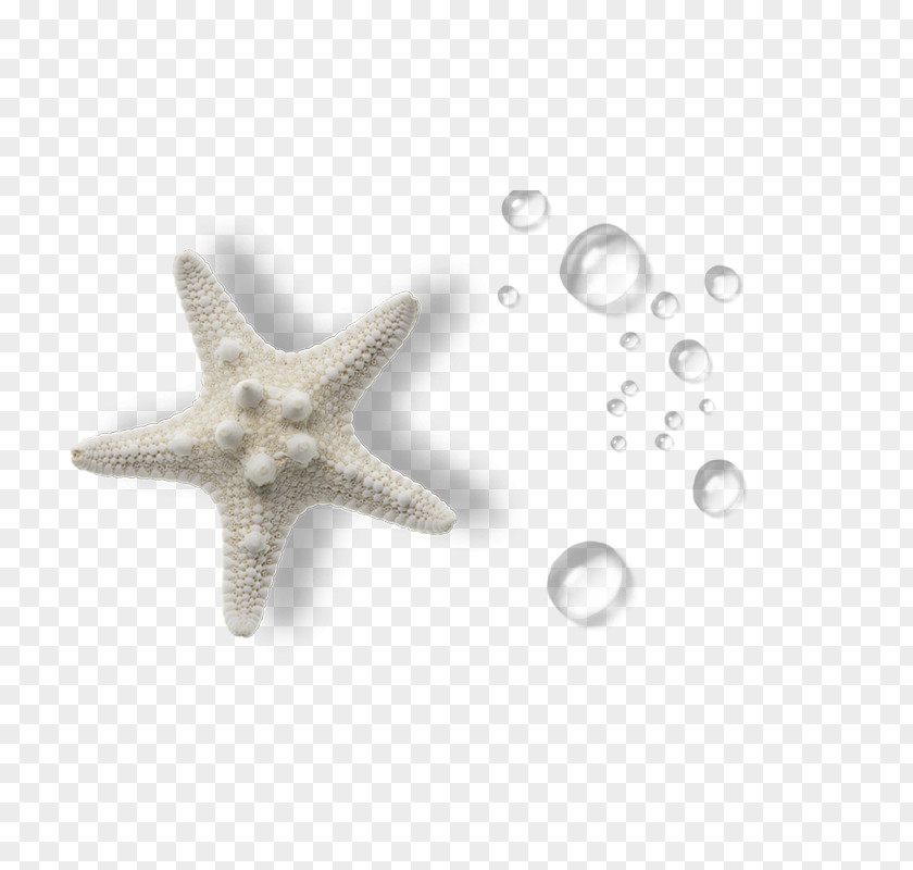 Biological Seaside Organism Sea PNG