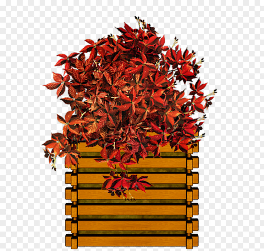 Creative Horticultural Plants Ornamental Plant Horticulture Leaf PNG