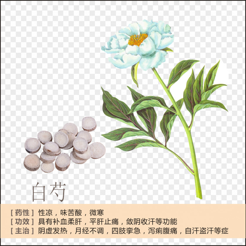 TGP Profile Peony Paeonia Lactiflora Traditional Chinese Medicine American Ginseng PNG