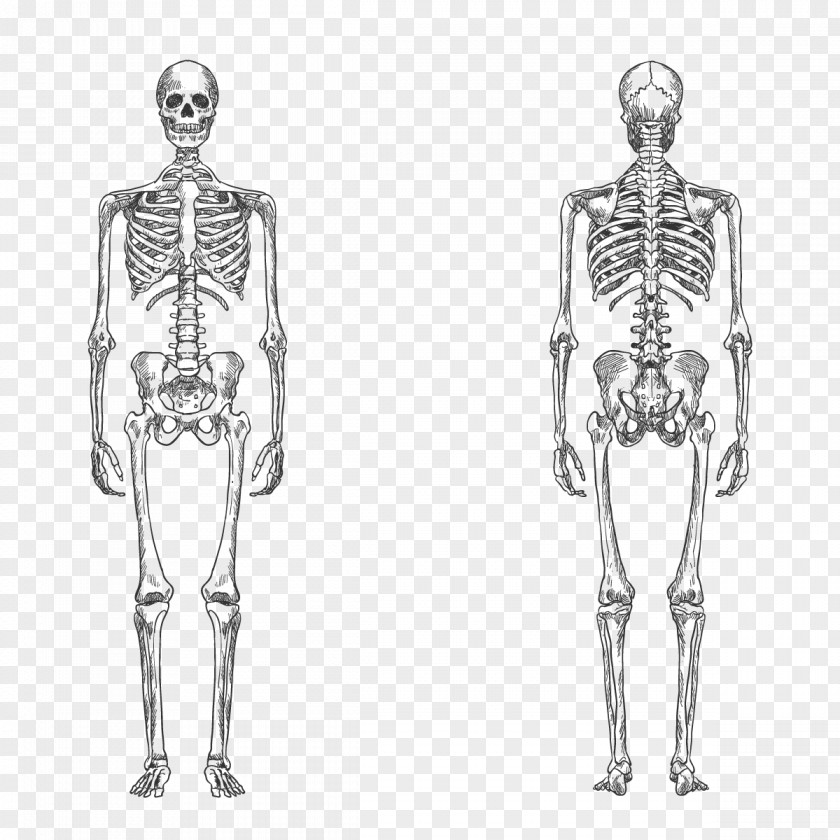 Vector Human Skeleton Bone Body Anatomy PNG