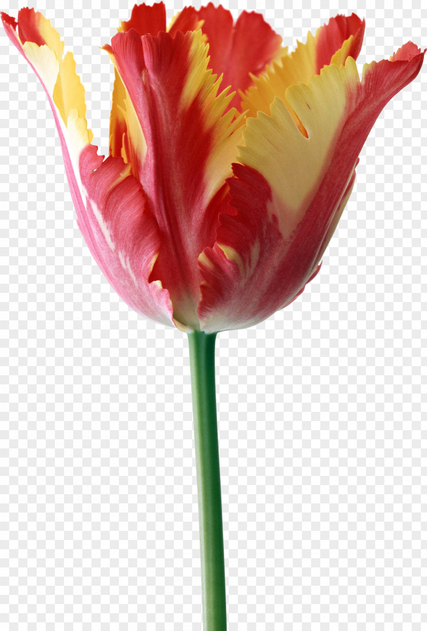 Tulip Parrot Tulips The Tulip: Story Of A Flower That Has Made Men Mad Desktop Wallpaper PNG