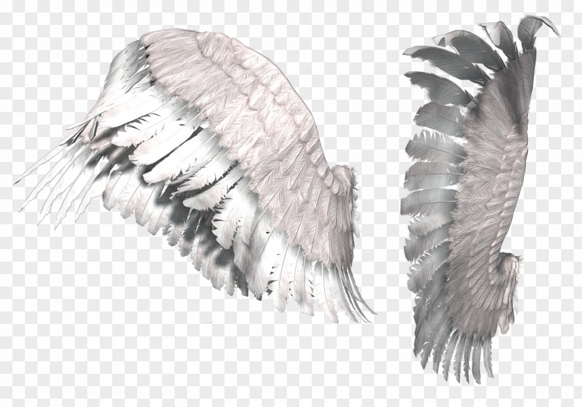 Wings Digital Image Information Clip Art PNG
