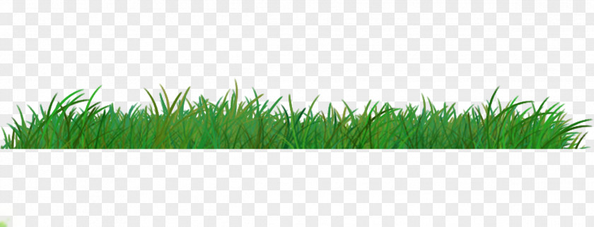 Grass Vetiver Wheatgrass Commodity Plant Family PNG