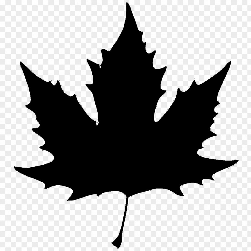 Maple Leaf Image Stock Illustration PNG