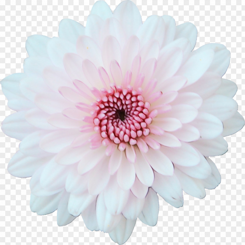 Transvaal Daisy Cut Flowers Chrysanthemum Dahlia Petal PNG