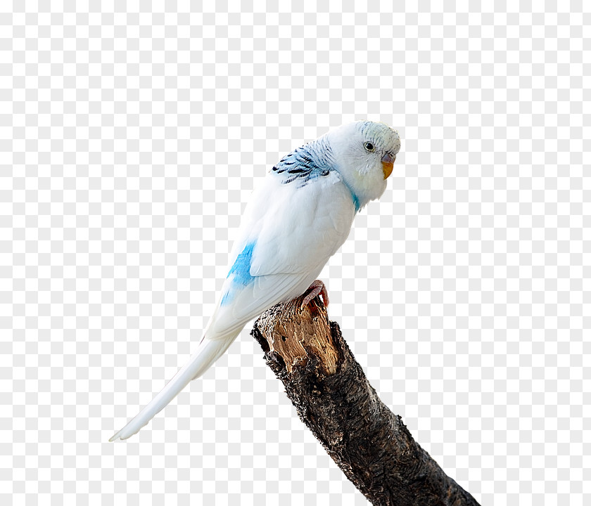 Bird Budgerigar Lovebird T-shirt Parakeet PNG