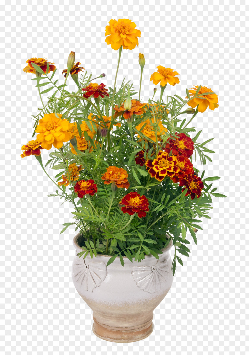 Marigold Floral Design Flowerpot Cut Flowers PNG