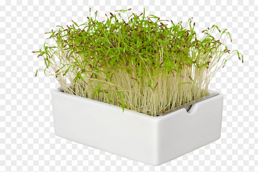 Microgreens Flowerpot Grasses Herb Family PNG