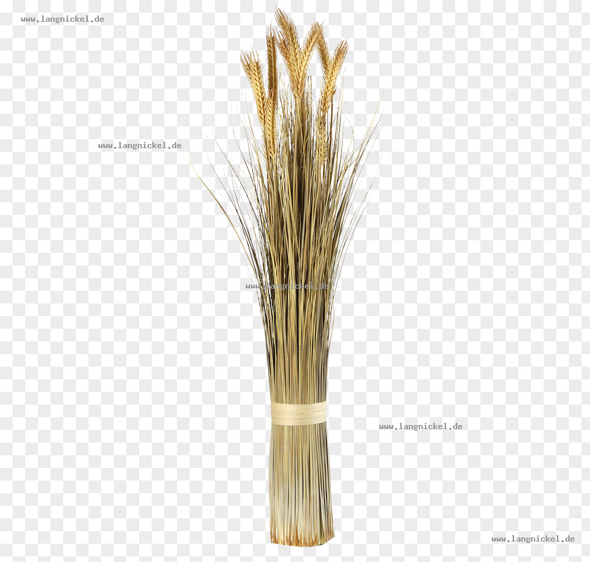 Natur Grasses Sprouted Wheat Plant Stem Embryo PNG