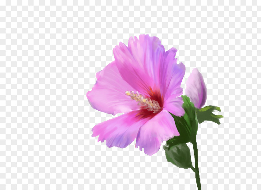 Pink Flowers Flower Computer File PNG