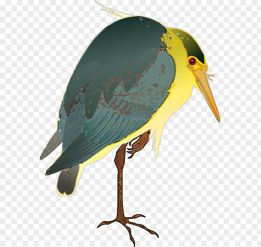 Bird Green Heron Crane Night PNG