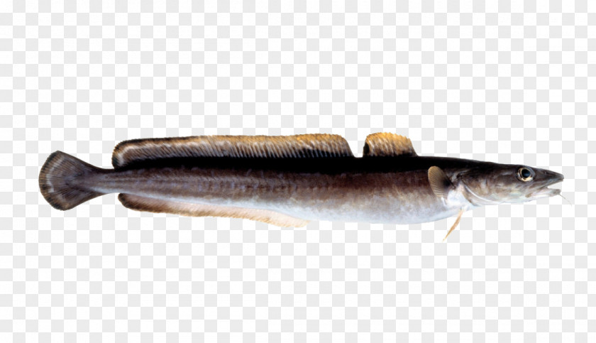 Fish Sardine Cod Salmon Products Capelin PNG