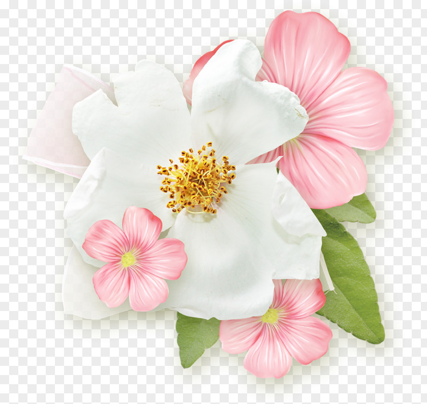 Flower Rose Blossom PNG