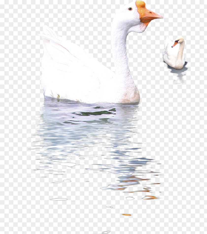 Geese In Water Duck Cygnini Domestic Goose Swan PNG