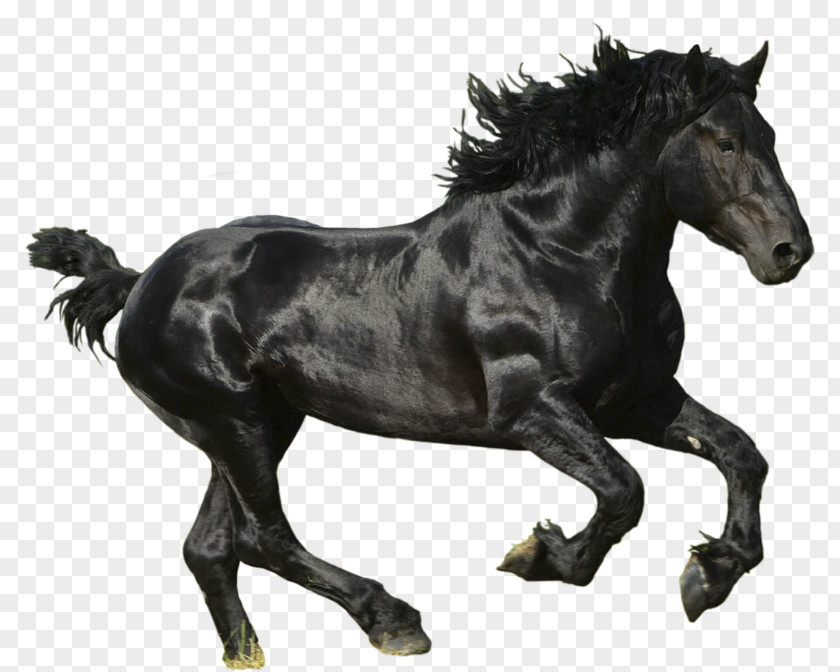 Horse Image American Paint Mustang Thoroughbred PNG