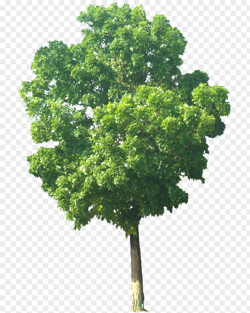 Trees India Swietenia Macrophylla Mahagoni Mahogany Tree PNG