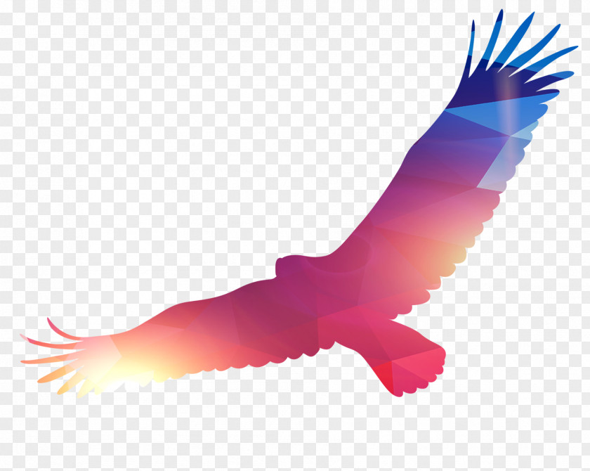 Eagle Bird PNG