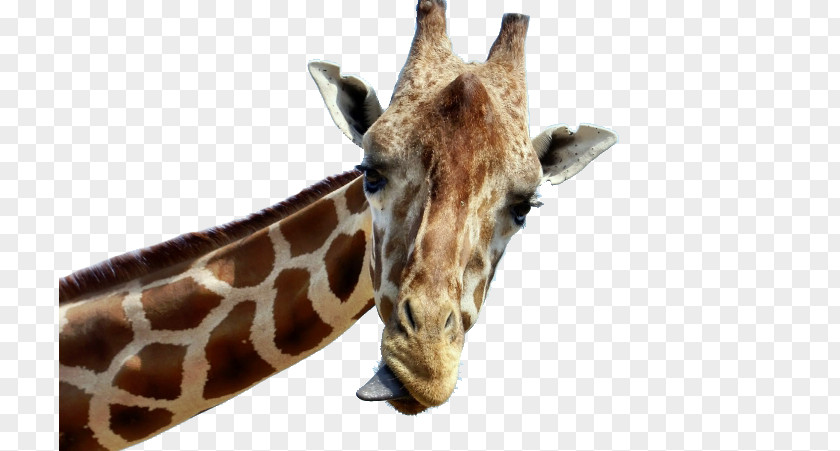 Giraffe Baby Giraffes Tongue Desktop Wallpaper Animal PNG