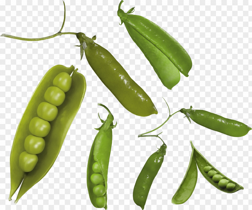 Pea Snap Common Bean Snow Seed PNG