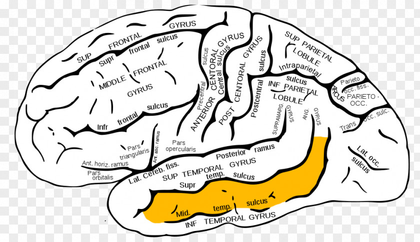 Brain Inferior Frontal Gyrus Superior Lobe Lobes Of The PNG