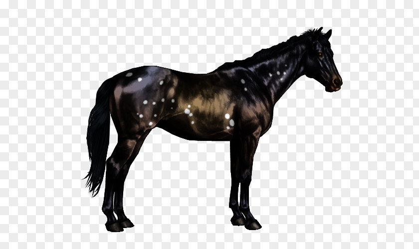 Catcher In The Rye Horse Arabian Markings Black Overo American Paint PNG