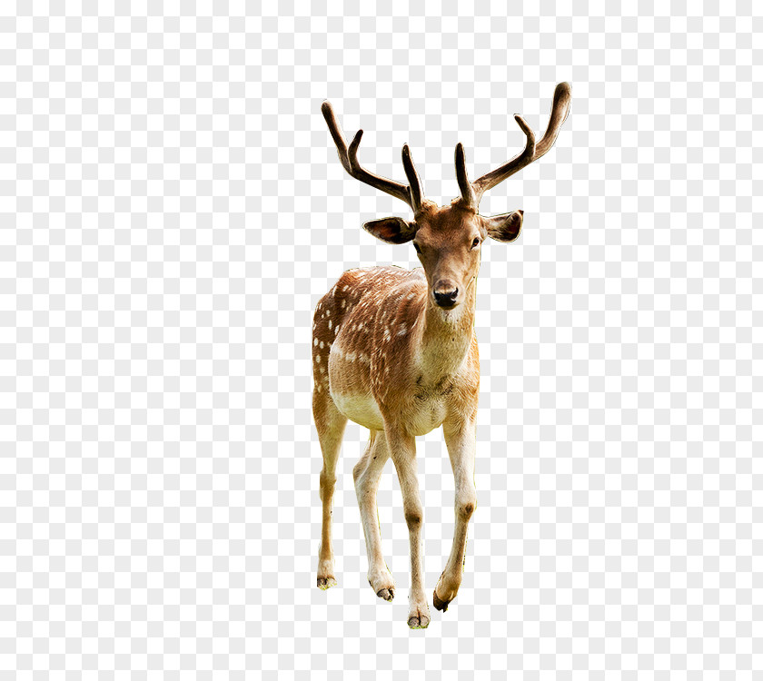 Deer Red Elk Reindeer White-tailed PNG