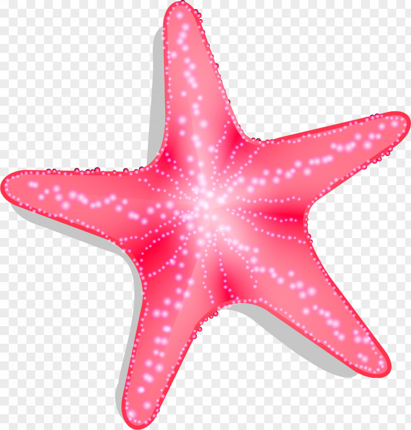 Hand Painted Red Starfish Pisaster Brevispinus Euclidean Vector PNG