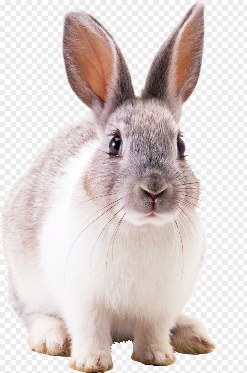 Rabbit Image White PNG