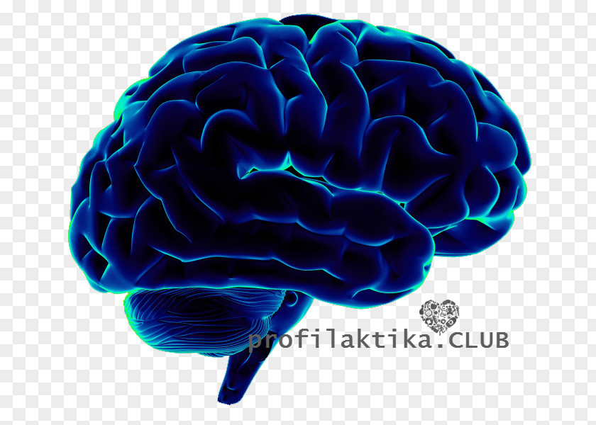 Brain Human Neuroscience Cognitive Science PNG