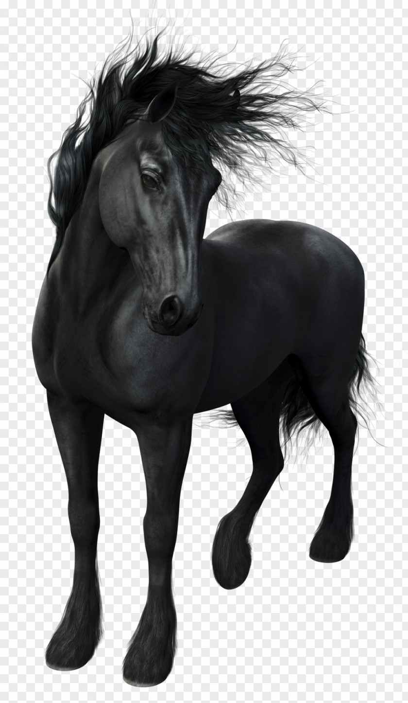 Dark Horse Friesian Stallion Arabian Mustang Mare PNG