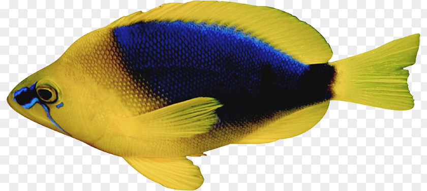 Fish Image Desktop Wallpaper Tropical Vector Graphics PNG