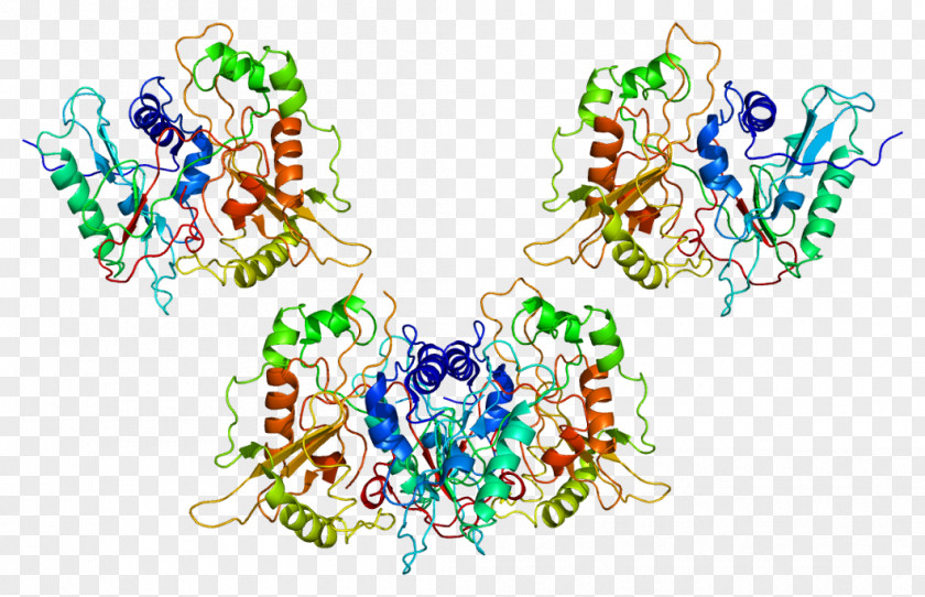 Protein N-myristoyltransferase 1 Myristoylation Enzyme Wikipedia PNG