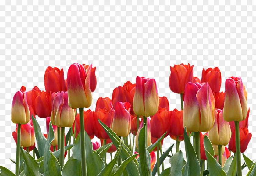 Tulipshd Indira Gandhi Memorial Tulip Garden Flower Clip Art PNG
