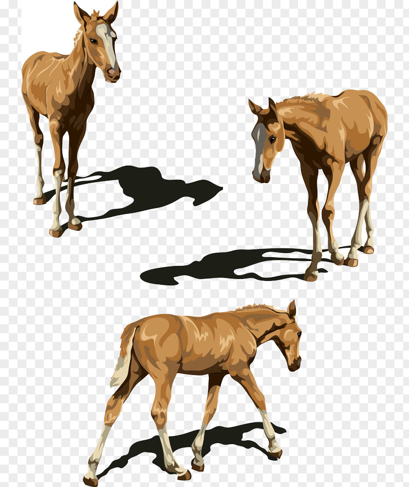 Walking Horse Tennessee Foal Illustration PNG