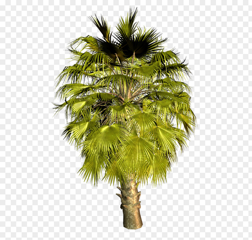 Ay Asian Palmyra Palm Arecaceae Babassu Coconut Oil Palms PNG
