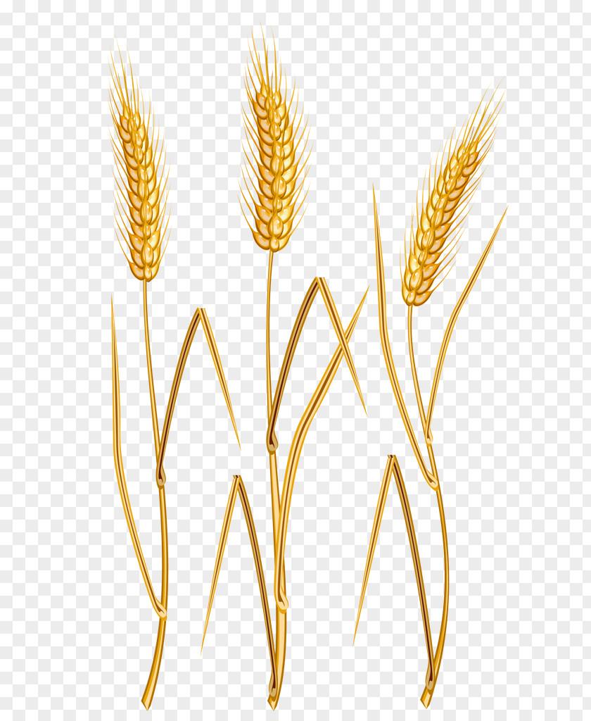 Ear Vector Graphics Clip Art Cereal Common Wheat PNG