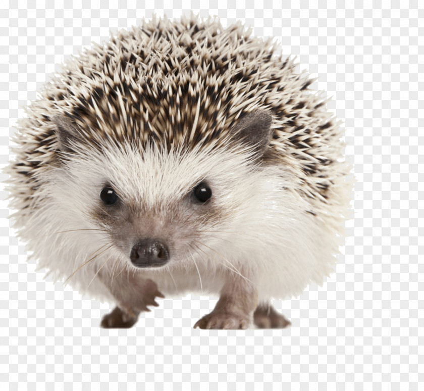 енот Four-toed Hedgehog Domesticated Stock Photography Pet Porcupine PNG