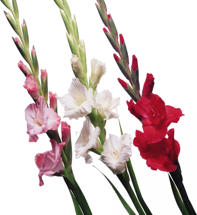Gladiolus Bulb Cut Flowers Iridaceae PNG