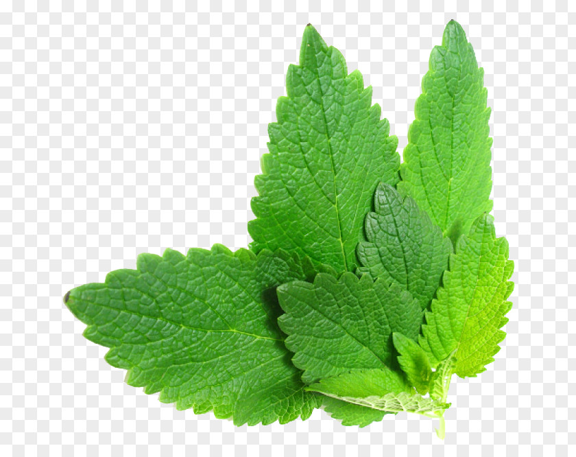 Herbs File Herbalism Mint Food PNG