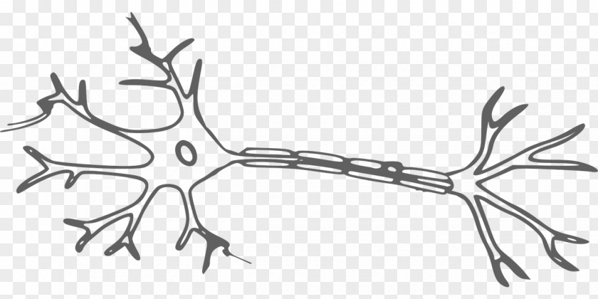 Neuron Nervous System Brain Clip Art PNG