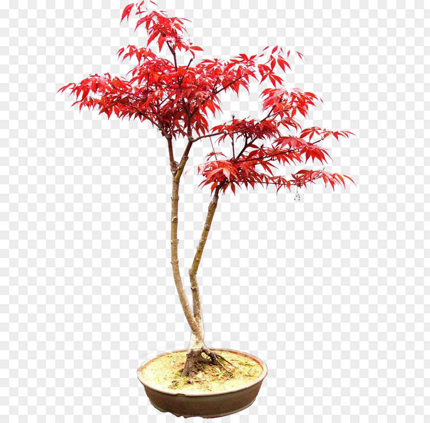 Tree Bonsai Flowerpot Chinese Sweet Plum Japanese Maple PNG