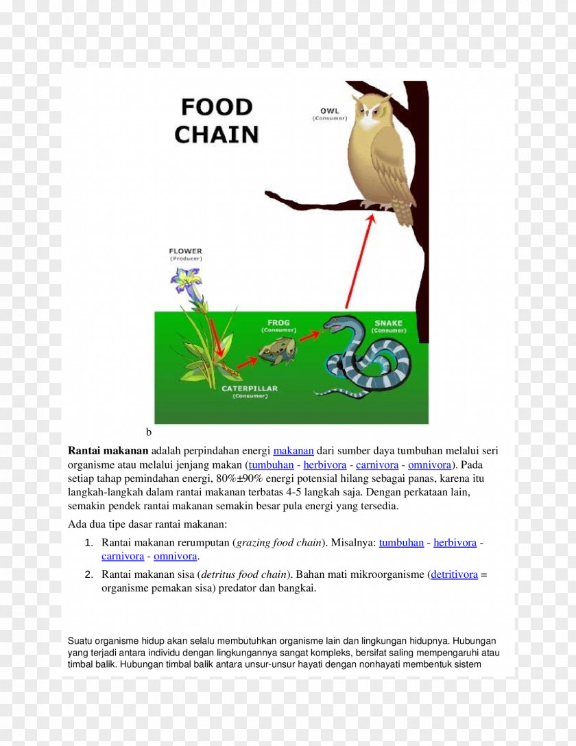 Energy Food Chain Web Consumer Primary Producers Organism PNG