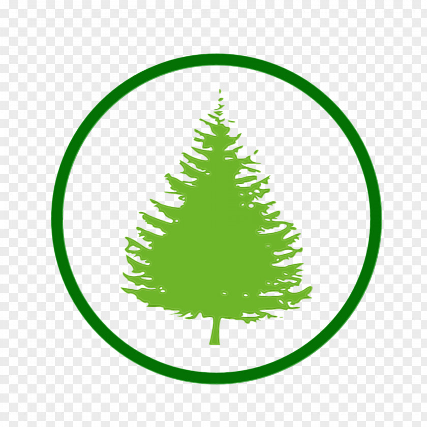 Fir Conifer Christmas Tree PNG