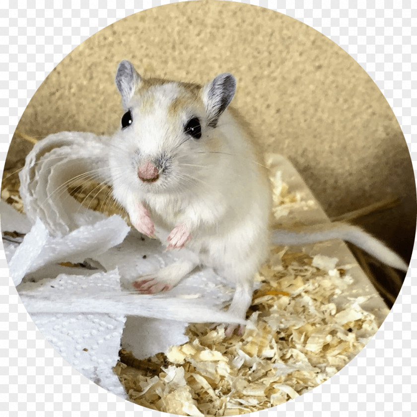 Gehen Gerbil Hamster Keyword Beckman Coulter Dormouse PNG