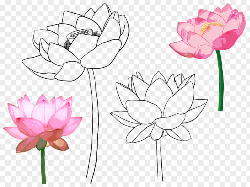 Hand-painted Lotus Floral Design Croquis Illustration PNG