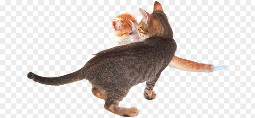 Kitten California Spangled Domestic Short-haired Cat Sokoke Whiskers PNG