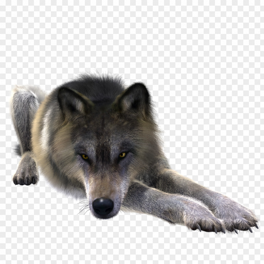 Wolf Greenland Dog Coyote Alaskan Tundra Canidae Stock PNG